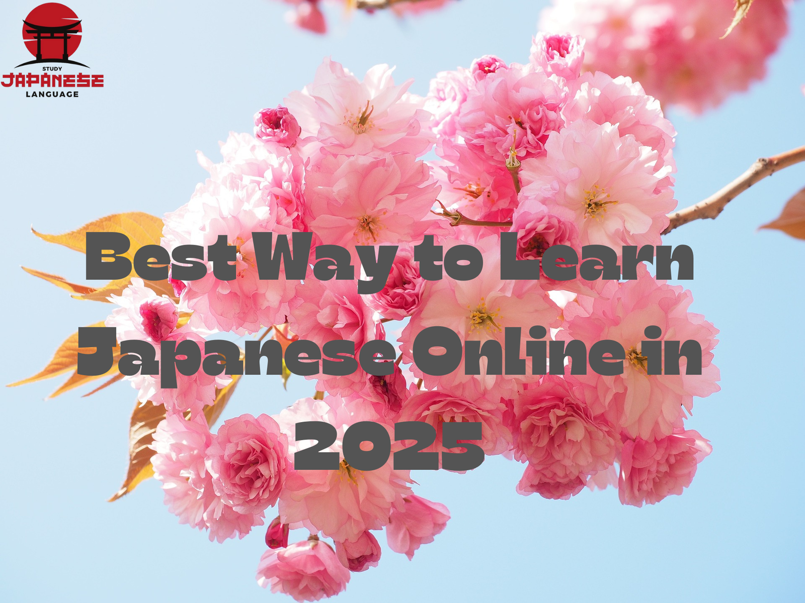 Learn Japanese Online